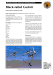 Black-tailed Godwit