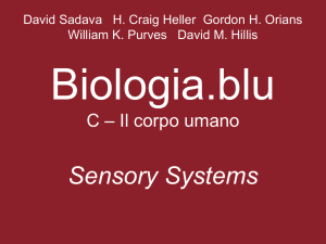 Sensory Systems - Zanichelli online per la scuola