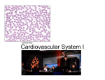Cardiovascular System I