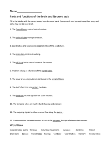 Brain and Neuron Quiz Key