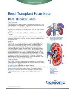 Renal (Kidney) Basics