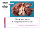 The Circulatory and Respiratory Systems