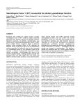 SF1 and gonadotropes - Development