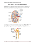functional anatomy of the kidney