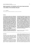 Spatial organization of the epithelium and the role of neural crest