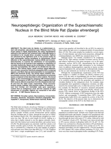 Neuropeptidergic Organization of the Suprachiasmatic Nucleus in