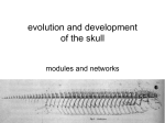 evolution and development of the skull