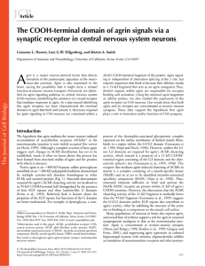 The COOH-terminal domain of agrin signals via a synaptic receptor