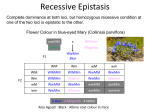 epistasis examples
