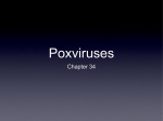 Chapter 34 Poxviruses