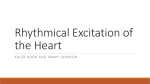 Rhythmical Excitation of the Heart