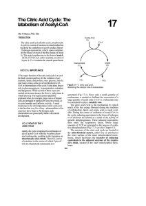 17 The Citric Acid Cycle: The latabolism of Acetyl