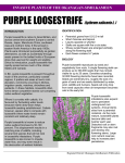 PURPLE LOOSESTRIFE (Lythrum salicaria L.)