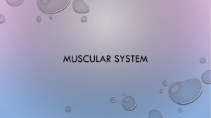 Muscular System