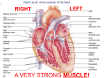 Figure 19.4E Gross anatomy of the heart