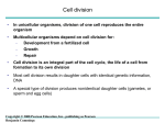 The Cell Cycle Control System