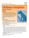 diabetes_insipidus - Milliken Animal Clinic