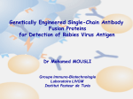 Genetically engineered single-chain antibody fusion proteins