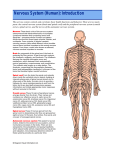 Nervous System (Human): Introduction