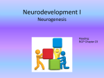 Neurodevelopment I