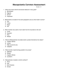 Mesopotamia Common Assessment