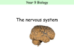 The nervous system - Mr T Pities the Fool