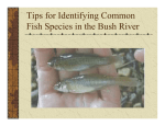 Fish Identification Tips