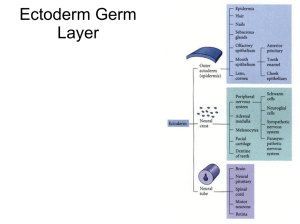 Ectoderm Germ Layer