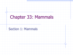 Chapter 33: Mammals