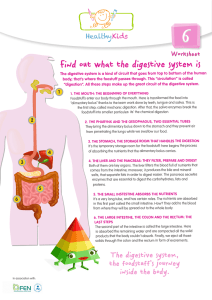 Find out what the digestive system is