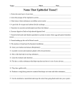 Epithelial tissues worksheet draw and name tissuesH