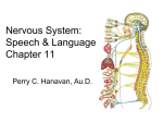 Nervous System: Speech