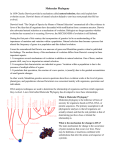 Molecular Phylogeny