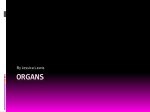 Organs - Allium-textile