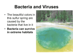 Bacteria and Viruses - Archbishop Ryan High School