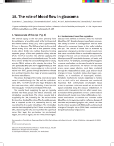 18. The role of blood flow in glaucoma