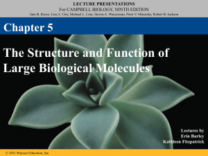 AP Biology Chapter 5 Biological Macromolecules Guided Notes