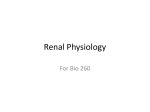 renal Physiology Expanded File