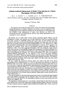 Antibody-mediated Enhancement of Rabies Virus Infection in a