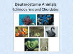 Deuterostome Animals