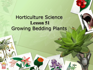 bedding plants - theplantdoctor