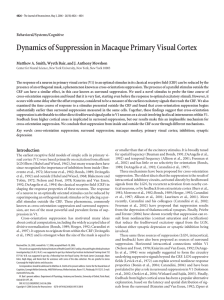 Dynamics of Suppression in Macaque Primary Visual Cortex