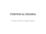 PORIFERA _ CNIDARIA - Doral Academy Preparatory