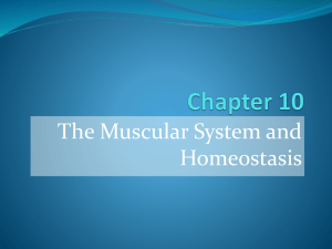 Chapter 10 Muscles powerpoint