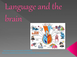 Language and the brain - EPHS Spanish