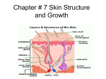 Chapter # 7 Skin Structure And Growth