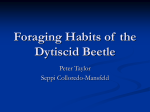 Foraging Habits of the Dytiscid Beetle