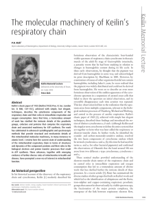 The molecular machinery of Keilin`s respiratory chain