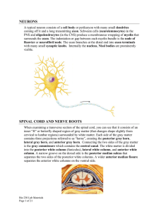 NEURONS SPINAL CORD AND NERVE ROOTS