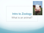 Intro to Zoology